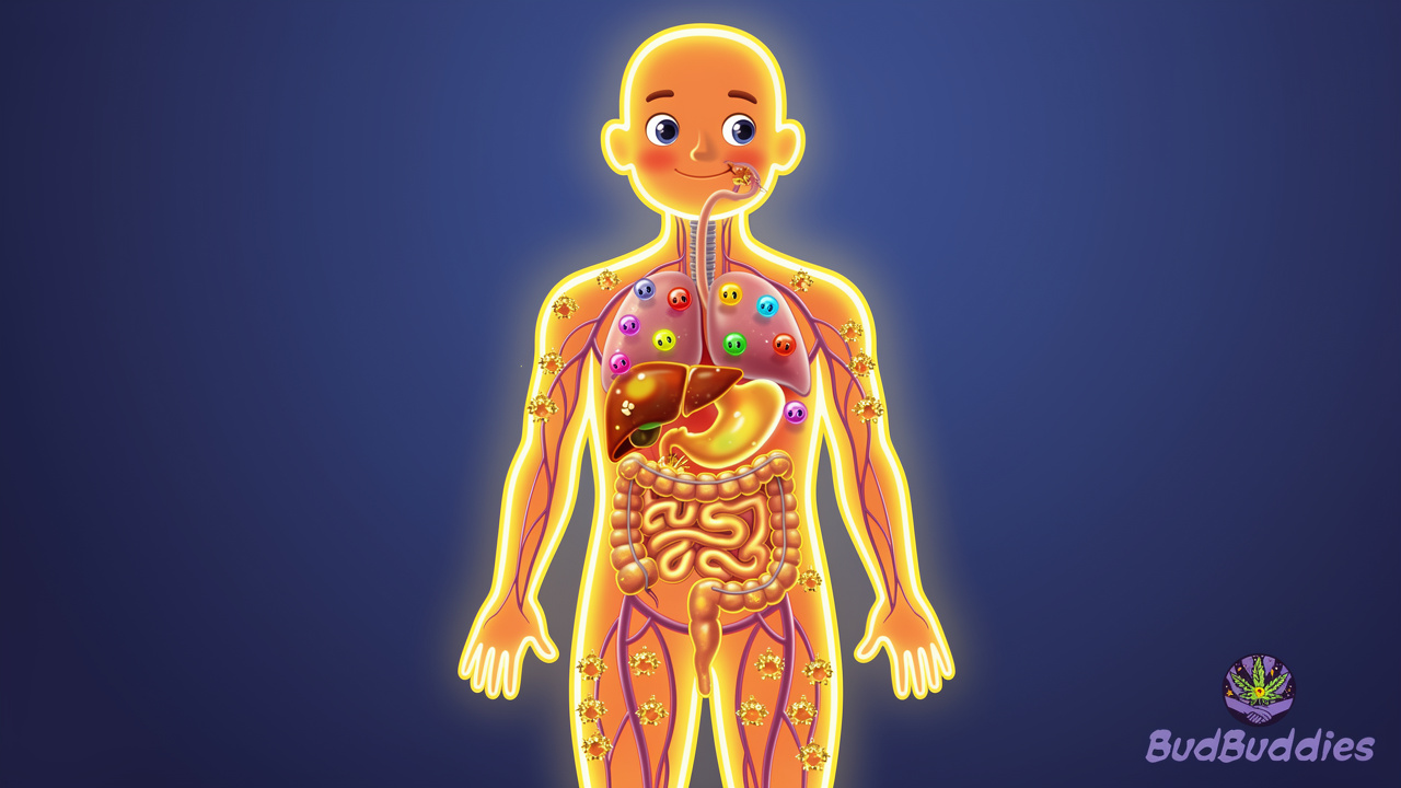 Cartoon illustration of how edibles are absorbed through the digestive system