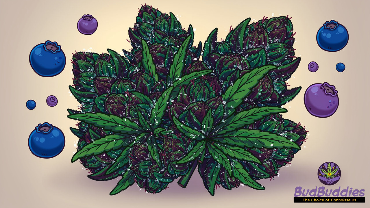 Close-up cartoon bud showing purple streaks and crystal trichomes.