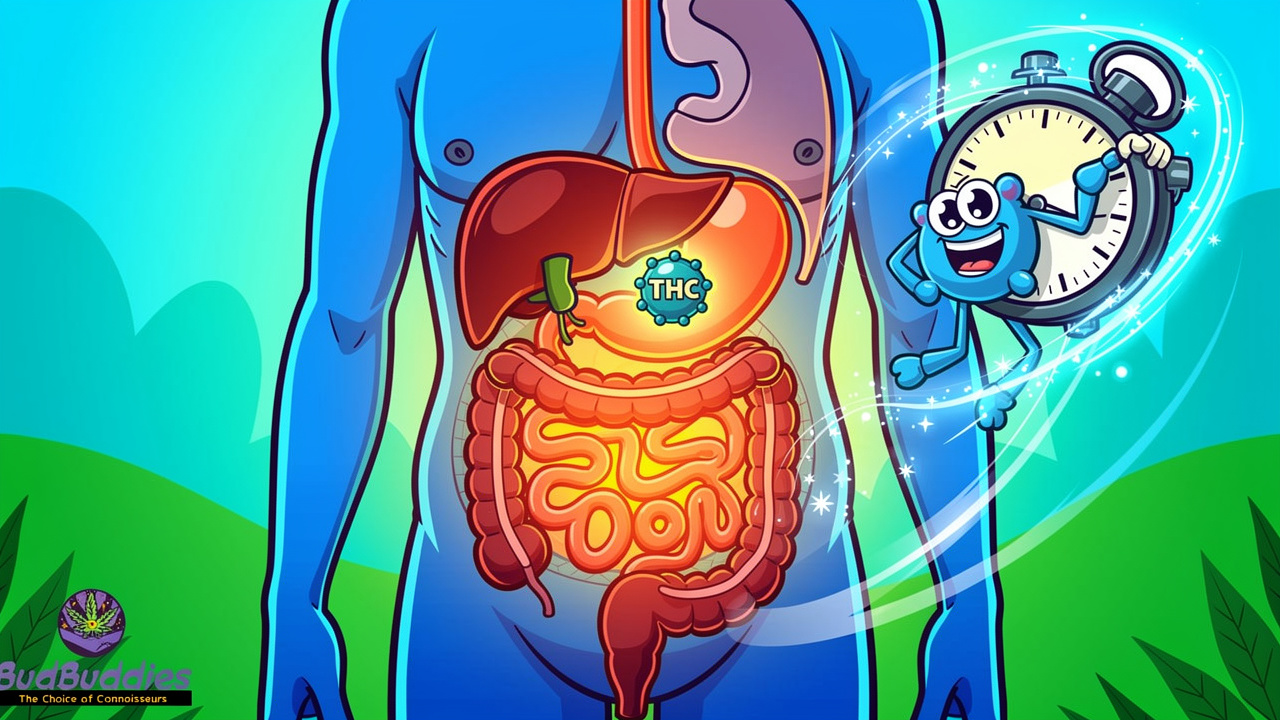 Cartoon diagram of edibles travelling through digestive system