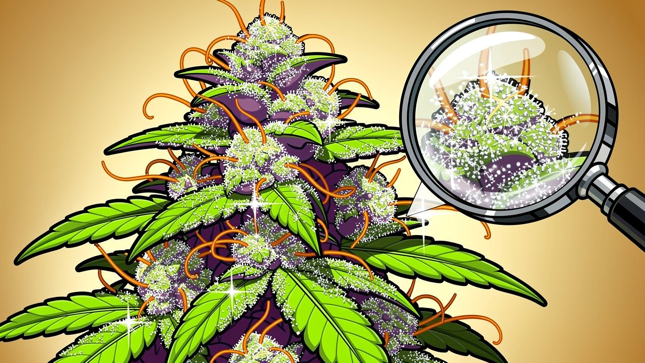 Cartoon close-up of frosty loud pack cannabis trichomes