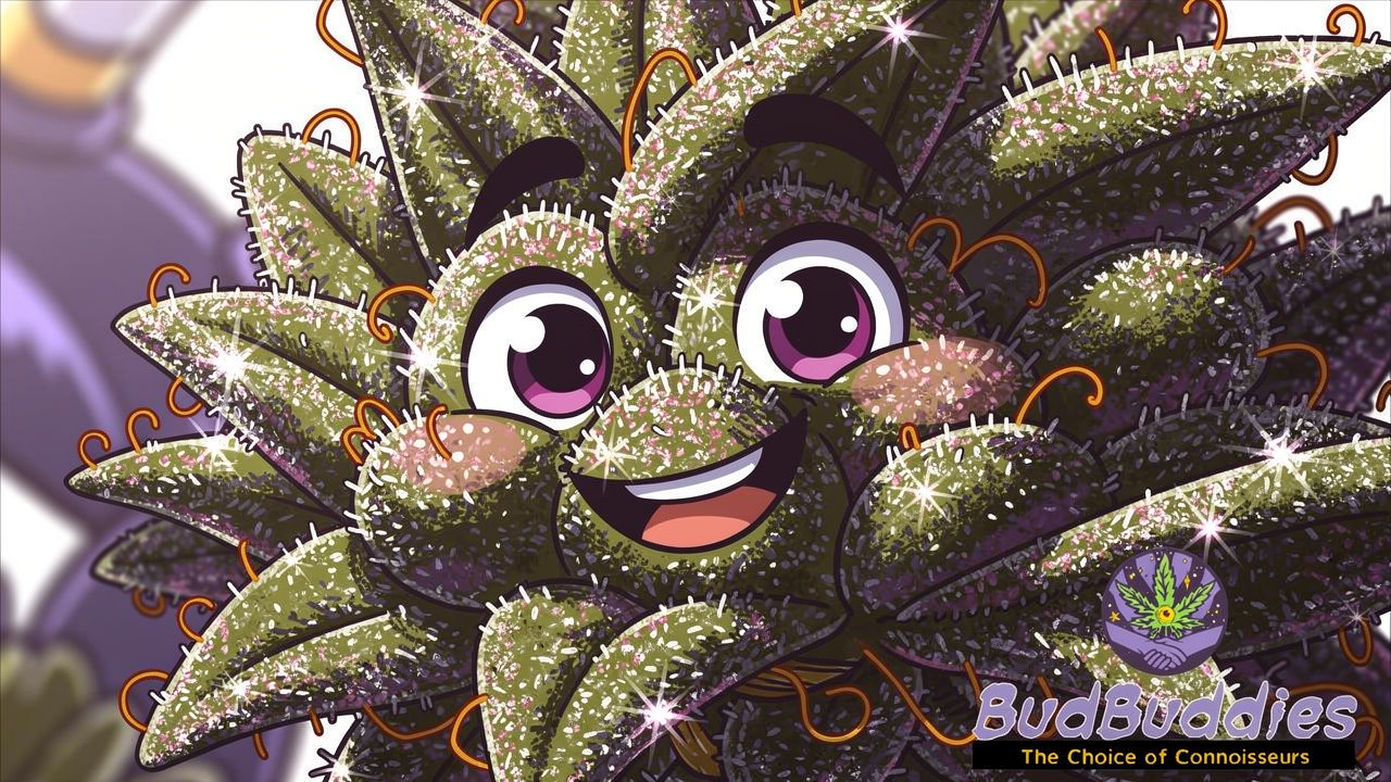 Cartoon frosty Toad Venom cannabis bud close-up