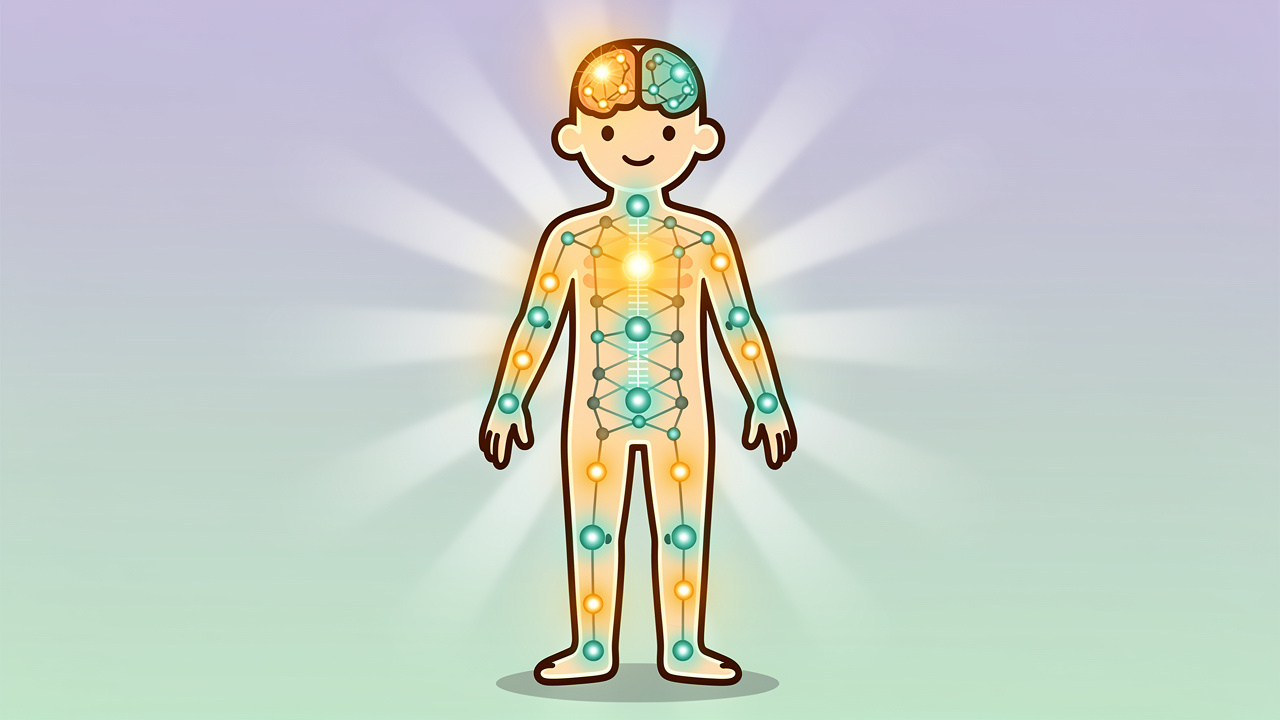 Cartoon diagram of the endocannabinoid system in the human body