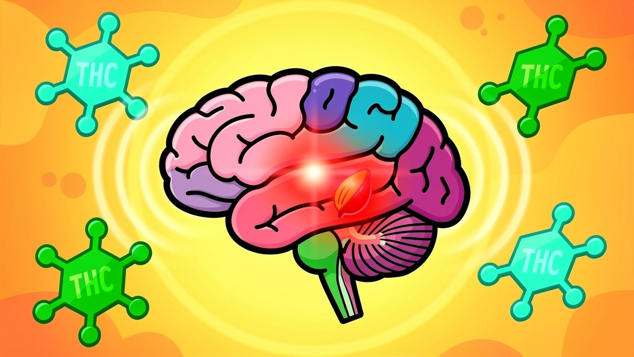 Cartoon brain with glowing amygdala and THC molecules